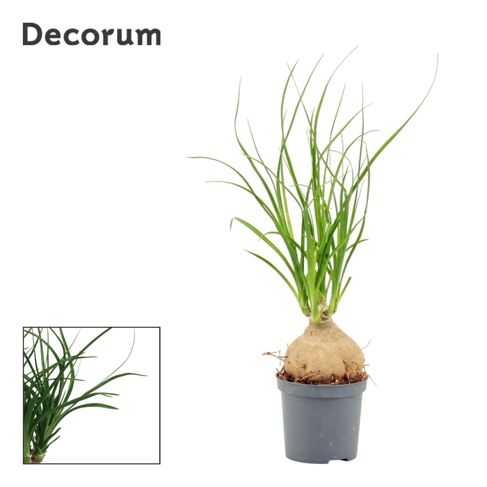 <h4>Beaucarnea bol 7 cm (Decorum)</h4>