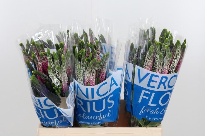 <h4>Veron Smart Col Gem</h4>