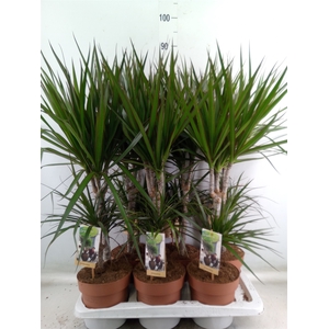 Dracaena marg.