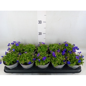 Aubrieta gracilis 'Kitte'