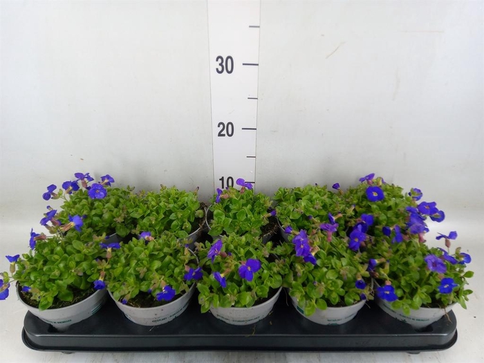 <h4>Aubrieta gracilis 'Kitte'</h4>