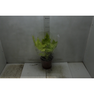 PHILODENDRON SELLOUM GOLD P17