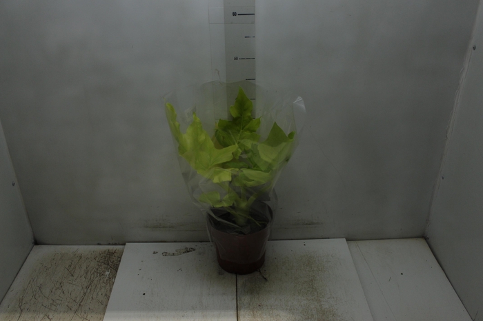 <h4>PHILODENDRON SELLOUM GOLD P17</h4>