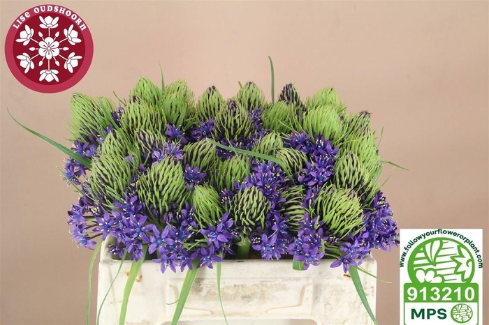 <h4>Scilla Peruviana</h4>