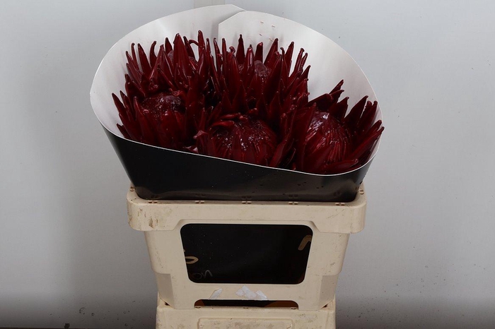 <h4>PROTEA PER BOS</h4>