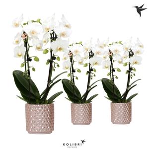 Kolibri Orchids Niagara fall white 2 spike in Diamond Pearl sand