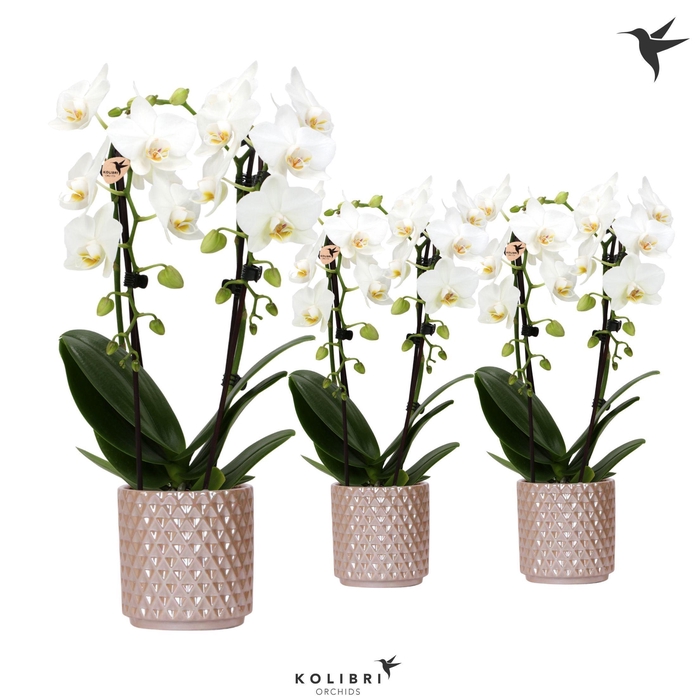 <h4>Kolibri Orchids Niagara fall white 2 spike in Diamond Pearl sand</h4>