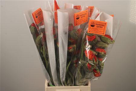 <h4>Papaver. Orange Ex Per Stem</h4>