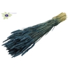 Triticum per bunch Dark Blue