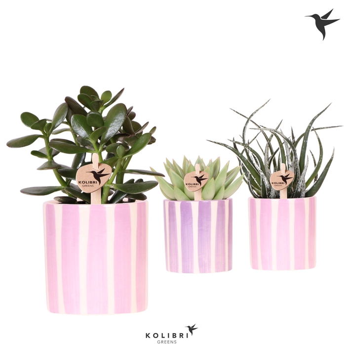 <h4>Kolibri Greens Succulenten mix in Painted Stripe pot pink mix</h4>