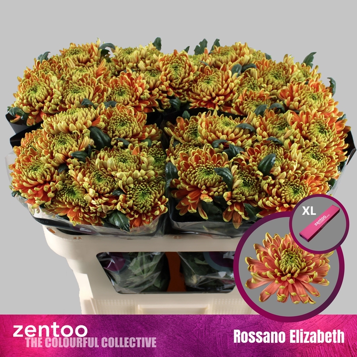 <h4>CHR G ROSSANO ELIZABETH</h4>