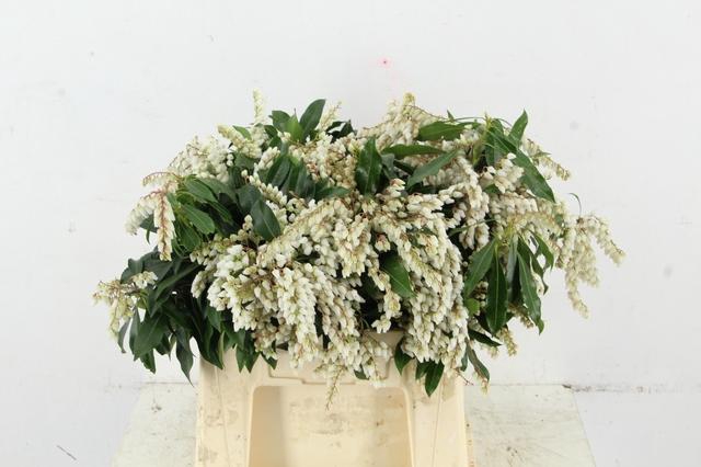PIERIS WHITE BLOEIEND PER BUNCH