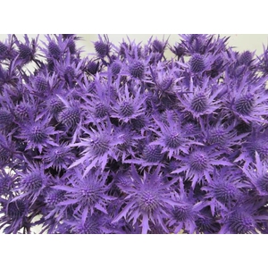 Eryn Orion Paars L50