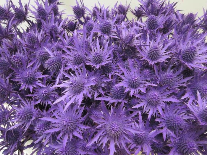 <h4>Eryn Orion Paars L50</h4>