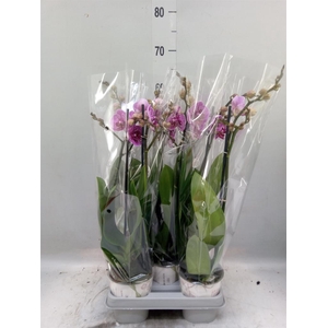 Phalaenopsis   ...
