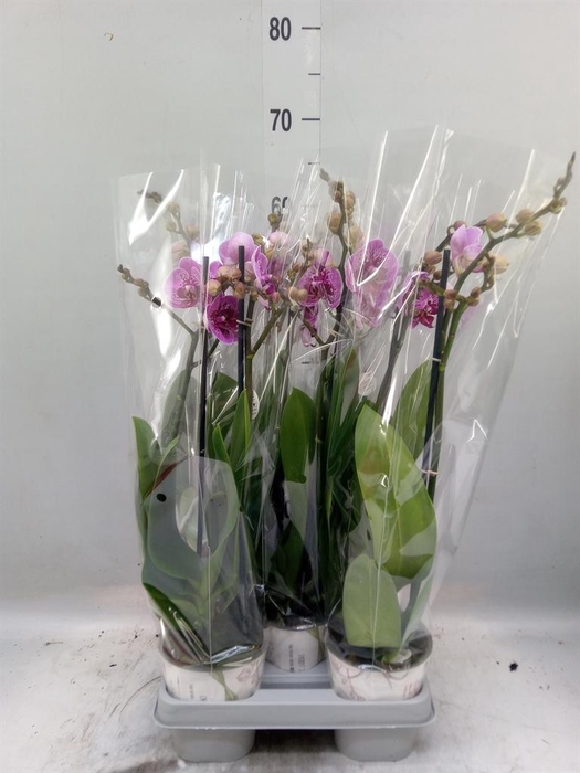 <h4>Phalaenopsis   ...</h4>