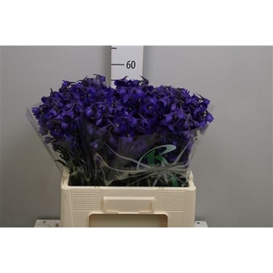 Delphinium EN 'Atlantis'