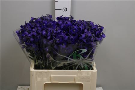<h4>Delphinium EN 'Atlantis'</h4>