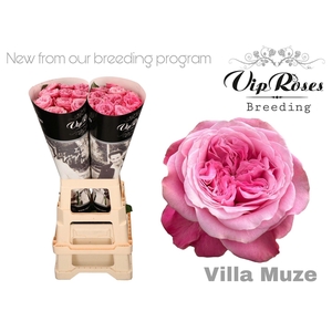 R GR VILLA MUZE