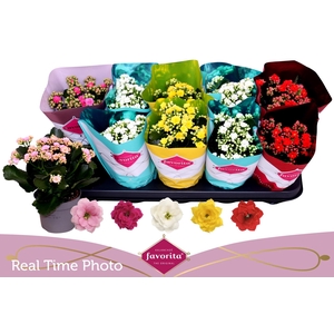 KAL GE PERF GEM 5 KL