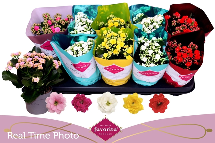 <h4>KAL GE PERF GEM 5 KL</h4>