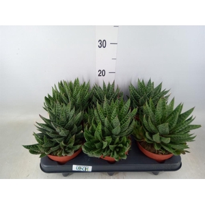 Gasteria