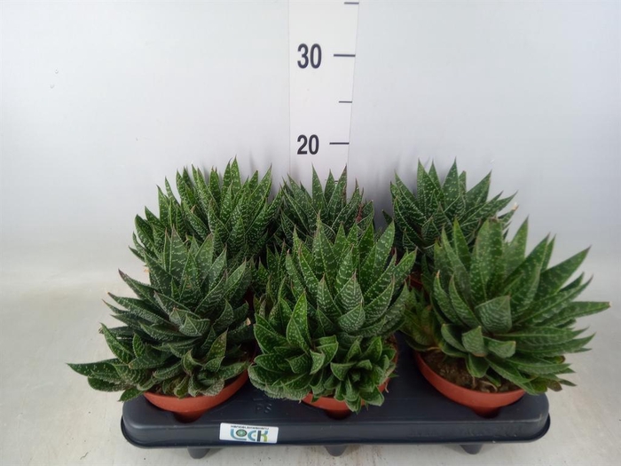 <h4>Gasteria</h4>