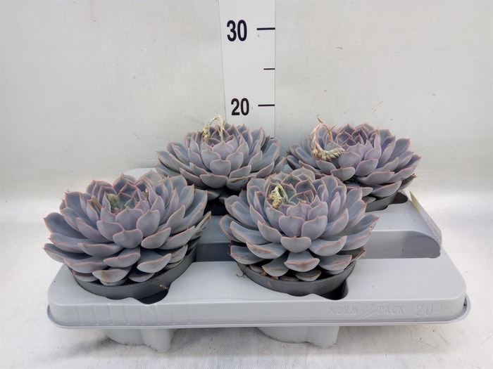 <h4>Echeveria  'Orion'</h4>