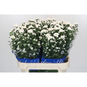 Aster Cassy