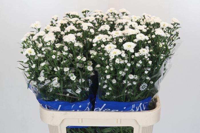 <h4>Aster Cassy</h4>