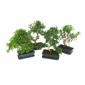 BONSAI GEM