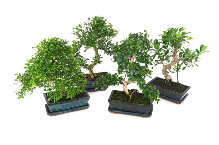 <h4>BONSAI GEM</h4>