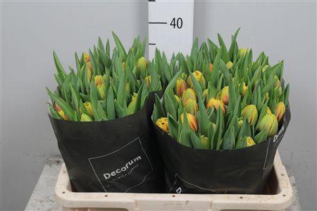 <h4>Tu Du Vuelta</h4>