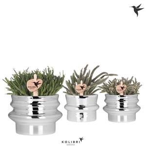 Kolibri Greens Rhipsalis mix in Chrome pot mix