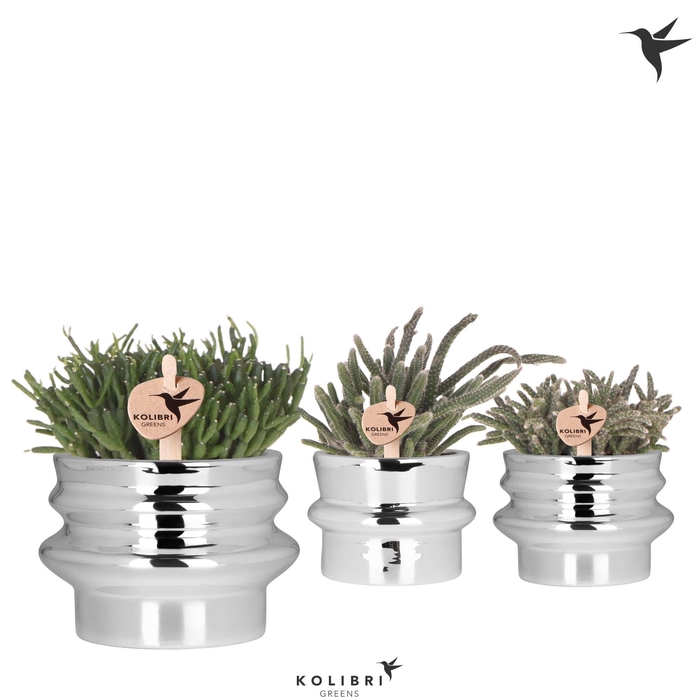 <h4>Kolibri Greens Rhipsalis mix in Chrome pot mix</h4>