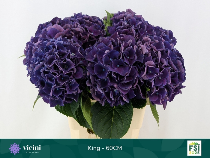 <h4>HYDR M ROYAL KING</h4>