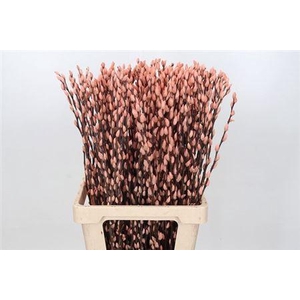 T Salix Sn Fla Klb Zalm