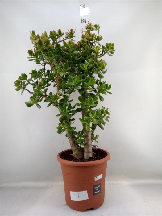 <h4>Crassula arborescens</h4>