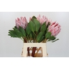 Protea Cynaroides Super