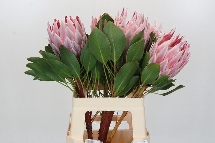 Protea Cynaroides Super