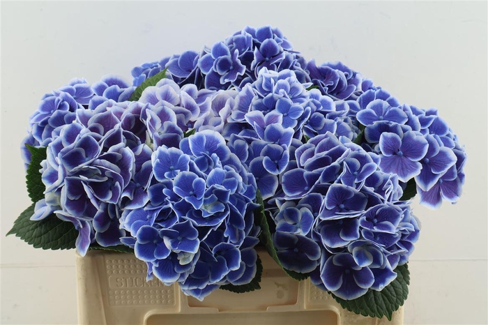 <h4>Hydr M Beau Dali 50-18</h4>