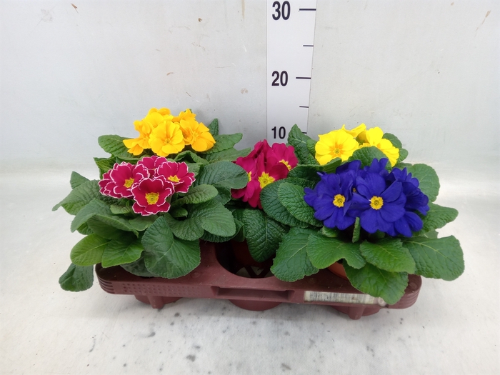 <h4>Primula ac.   ...mix</h4>