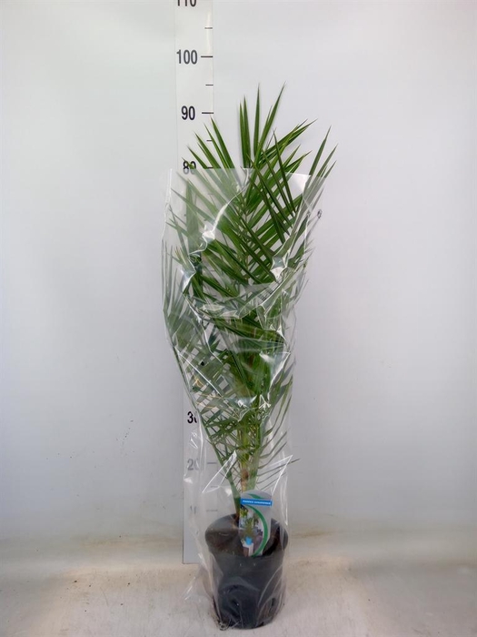 <h4>Phoenix canariensis</h4>