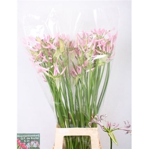Nerine Bowdenii Roze