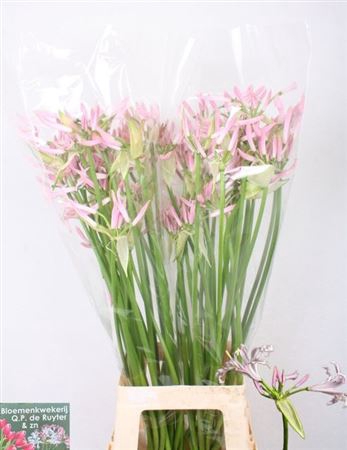 <h4>Nerine Bowdenii Roze</h4>