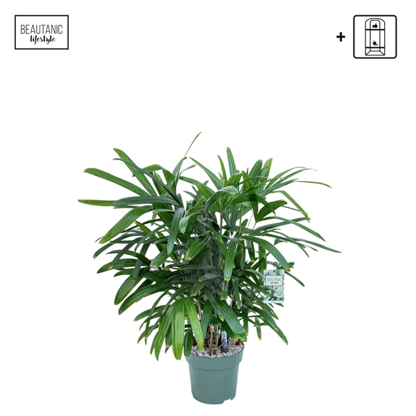 <h4>Rhapis Excelsa</h4>