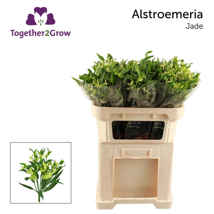 <h4>ALST FL JADE Rek</h4>