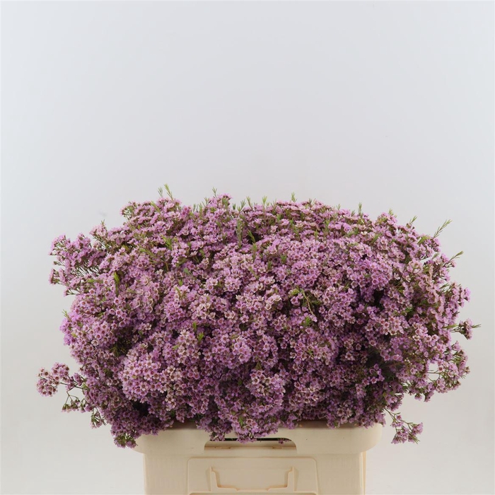 <h4>Chamelaucium Phoebe</h4>