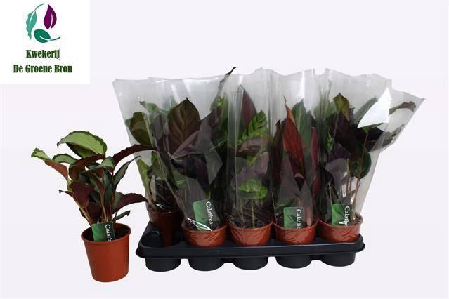 <h4>CALAT GEM 4 SRT</h4>