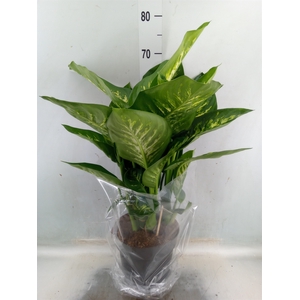 Dieffenbachia seg. 'Reeva'